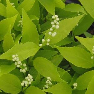 Deutzia gracilis Chardonnay Pearls™ ('Duncan')