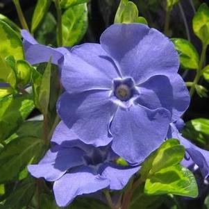 Vinca minor Whirlaway&trade; 
