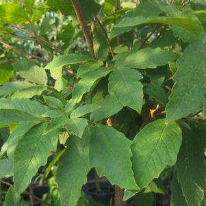 Acer griseum x nikoense Gingerbread&trade; 