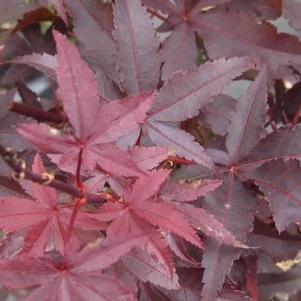 Acer pal. var. atro. 'Twombly's Red Sentinel' 