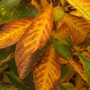 Clethra alnifolia 