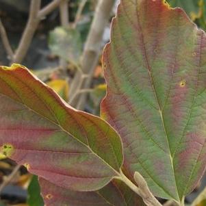 Hamamelis vernalis 'Sandra' 