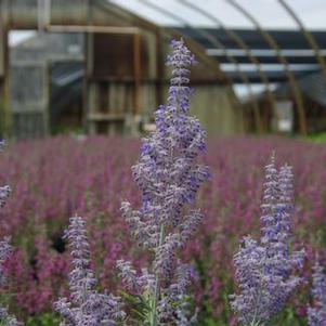 Perovskia atriplicifolia 'Lacey Blue'  ('Lissilv')