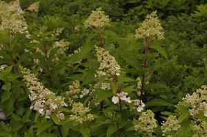 Hydrangea paniculata Pinky Winky&trade; 