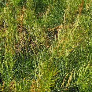 Amsonia ciliata 'Spring Sky' 