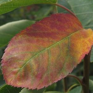Amelanchier lamarckii 