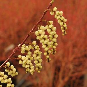 Stachyurus chinensis 'Celina' 