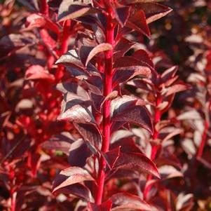 Enkianthus campanulatus var. sikokianus
