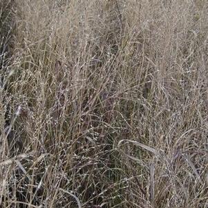 Panicum virgatum 'Badlands' 