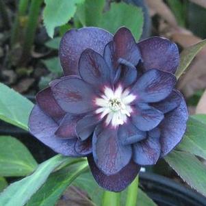 Helleborus x 'Harlequin Gem' 