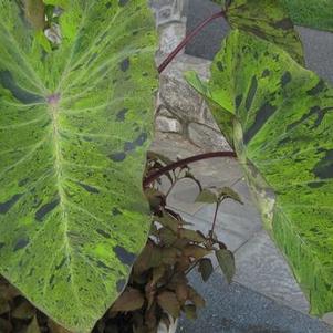 Colocasia esculenta 'Mojito' 