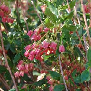Enkianthus campanulatus 'Showy Lantern'