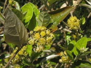 Croton alabamensis 