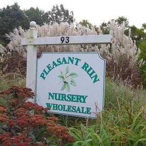 Asimina - See Woody Ornamentals 