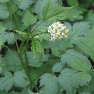 Actaea (Cimicifuga) pachypoda 'Misty Blue' 