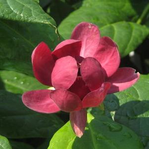 Sweetshrub