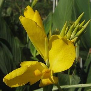 Canna x 'Lemon Punch' 