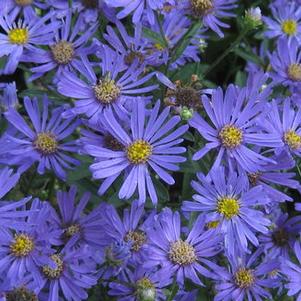 Aster x 'Blue Autumn' 