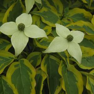 Cornus kousa 'Summer Gold' 