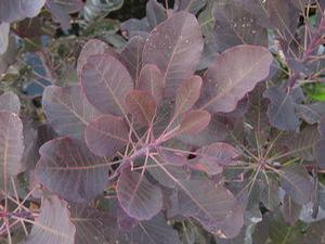 Cotinus coggygria 'Black Velvet' 