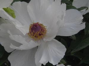 Paeonia suff. ssp. ostii 'Phoenix White' 