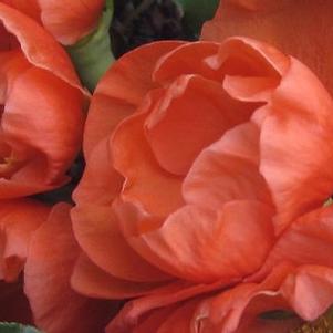 Chaenomeles x 'Chojuraku' 