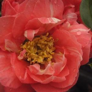 Chaenomeles speciosa 'Iwai Nishiki' 
