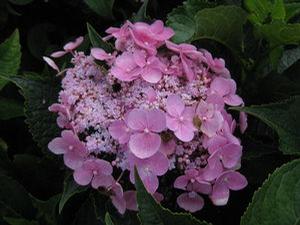 Hydrangea macrophylla Let's Dance&reg; Starlight 