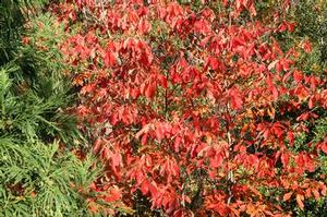 Stewartia malacodendron 