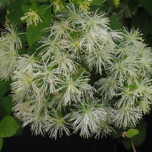 Neviusia alabamensis 
