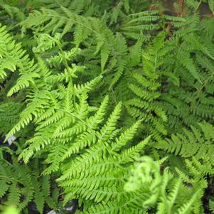 Thelypteris noveboracensis 
