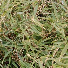 Fargesia rufa Green Panda™ Bamboo Select&ref