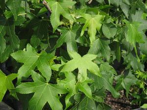 Liquidambar styraciflua Happidaze&trade; 