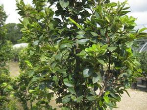 Ulmus parvifolia Everclear&reg; 