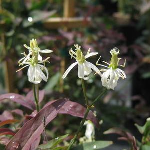 Clematis recta 'Purpurea Select' 