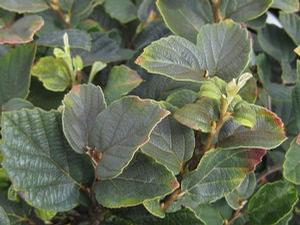 Fothergilla x intermedia 'Red Licorice' 