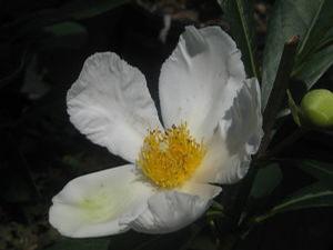 Gordlinia grandiflora 'Sweet Tea' 