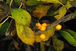 Ilex verticillata 'Goldfinch' 
