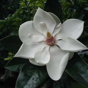 Magnolia x 'Exotic Star' 