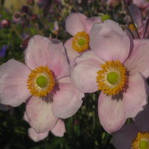 Anemone x 'Little Princess' 
