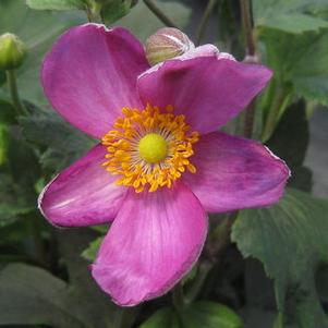 Anemone hupehensis 'Pretty Lady Susan' 