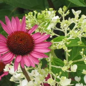 Echinacea purpurea 'Vintage Wine' 