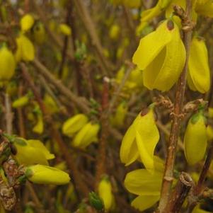 Forsythia x intermedia Princeton Gold&reg