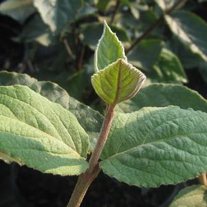 Viburnum carlesi 'Aurora' 