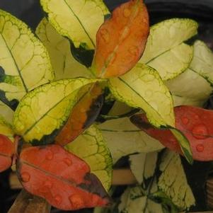Trachelospermum asiaticum 'Ogon Nishiki' 