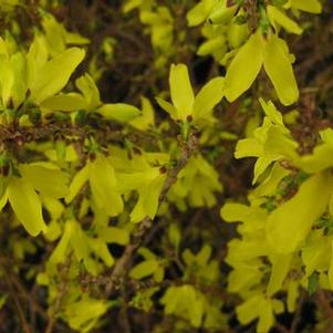 Forsythia viridissima 'Bronxensis'
