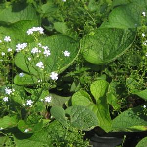 Brunnera macrophylla 'Betty Bowring' 