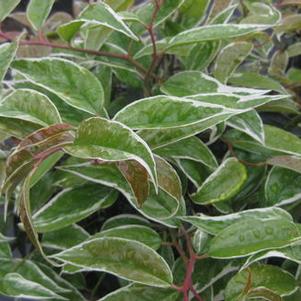 Leucothoe fontanesiana Whitewater&reg; 