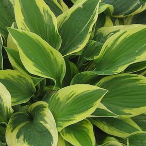 Hosta 'Wide Brim' 