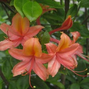 Rhododendron calend. x pericly. 'Keowee Sunset' 